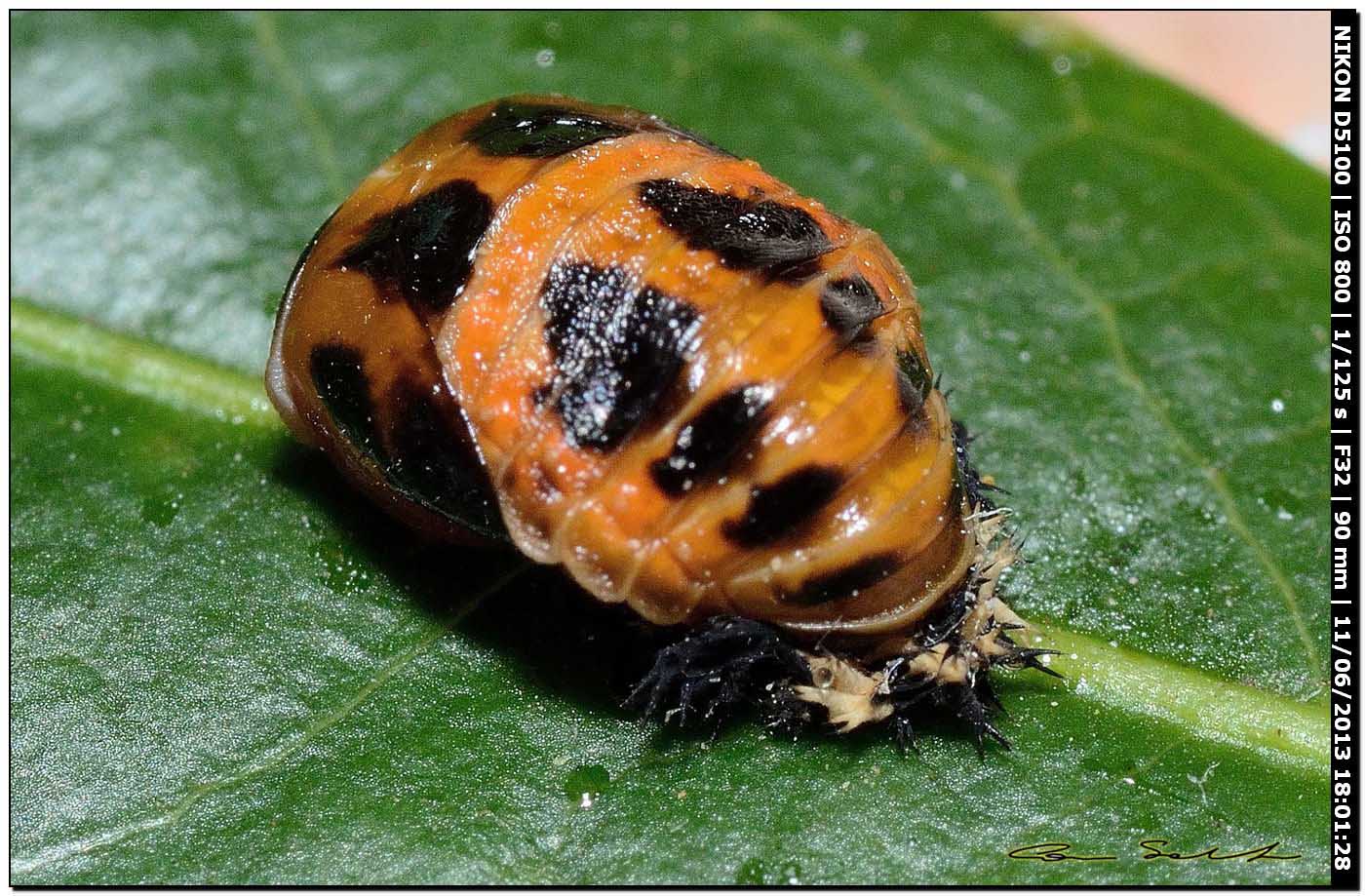 Pupa di Coccinellidae da id. 2